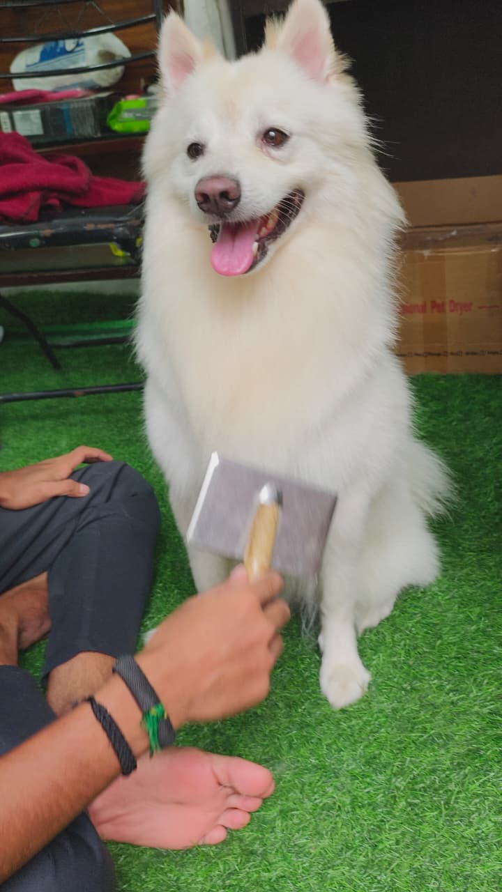Indian Spitz being brushed and fluffed after grooming