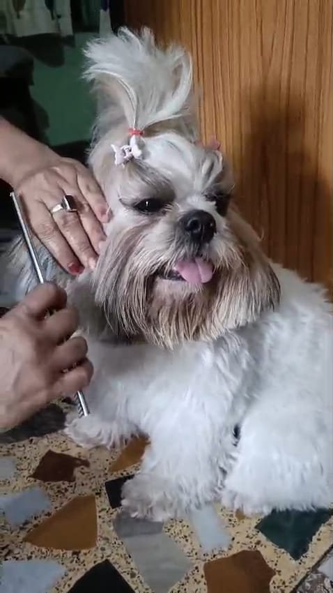 Shih Tzu with a topknot bow getting a gentle brush