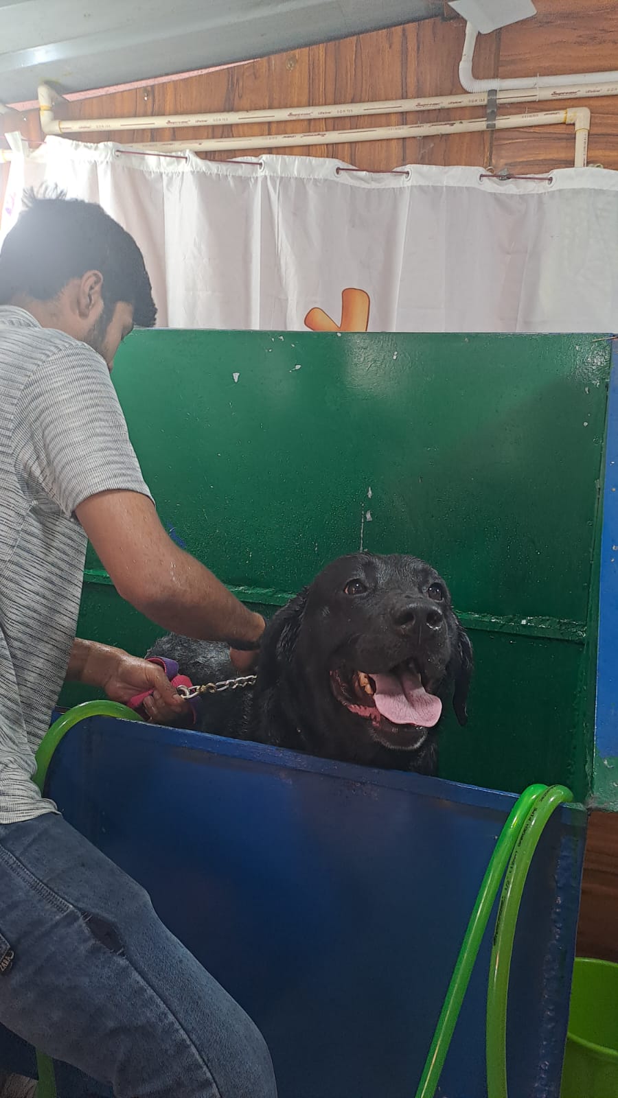 Happy Labrador mid-wash at Frndz4Paws